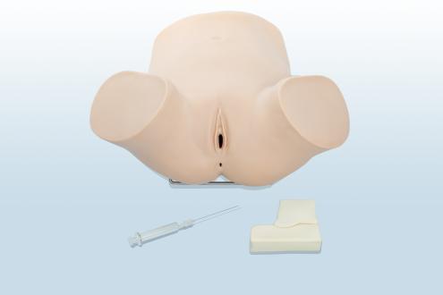 後穹窿穿刺訓練模型