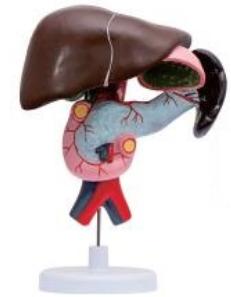 十二指腸、胰、脾解剖模型