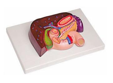 肝、胰、脾、十二指腸、胃模型